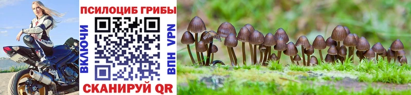 Псилоцибиновые грибы Psilocybe  Адыгейск 